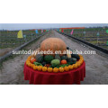 Suntoday easy management sweet pumpkin sale seeds thailand havester shine skin kernels gws(19005)